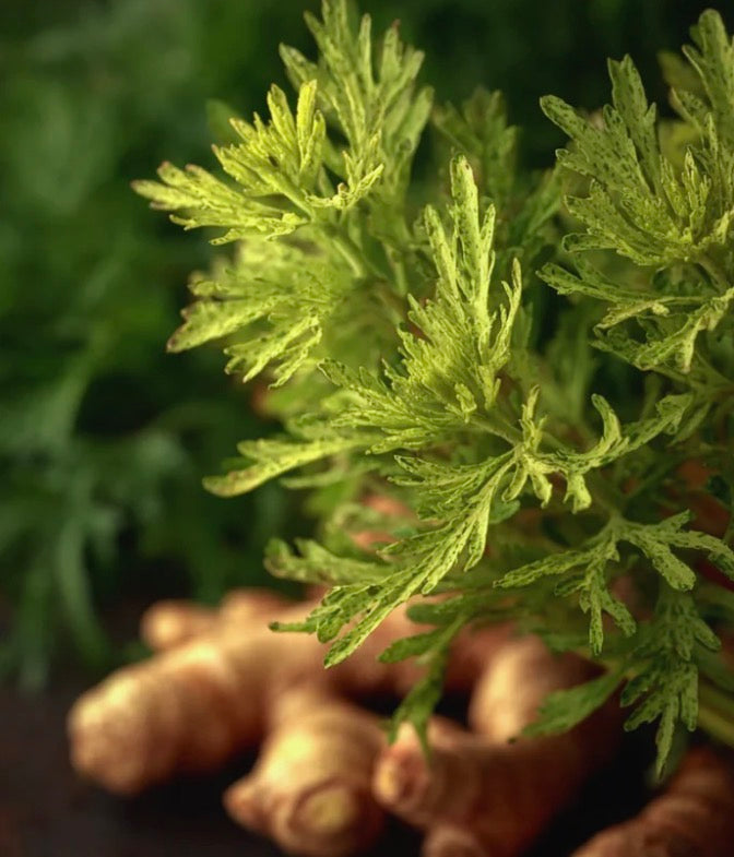 Citronella & Ginger Snap-Pot